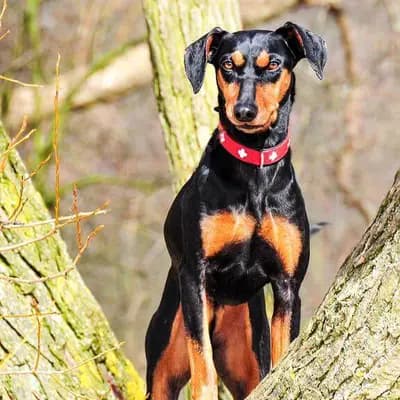 Alman Pinscher breed