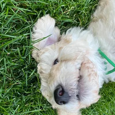 Cooper Junior – Großpudel (Königspudel) Welpe, Nordrhein-Westfalen, Vychovával Angel