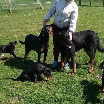 Titelbild von Beauceron von Hexenclan in , Heimat unserer Berger de Beauce-Zucht.