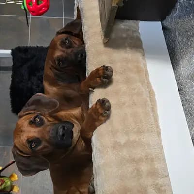Bild aus Sambesi  in Baden-Württemberg, wo unsere Rhodesian Ridgeback-Hunde in einer liebevollen Umgebung aufwachsen.