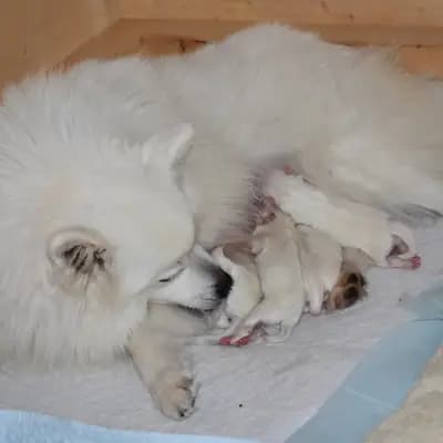 Bild aus Japanspitze von der Haager Schlossturmspitze in Bayern, wo unsere Japan Spitz-Hunde in einer liebevollen Umgebung aufwachsen.