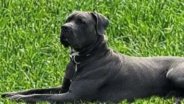 Galerie-Bild von Saupackerwelpen in Mecklenburg-Vorpommern, mit Eindrücken unserer Cane Corso Italiano-Zucht.