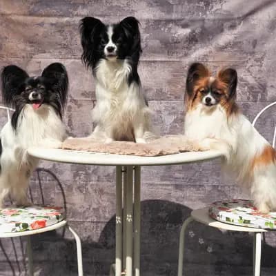 Titelbild von Papillons vom Schmetterlingsgarten  in Hamburg, Heimat unserer Kontinentaler Zwergspaniel (Papillon)-Zucht.