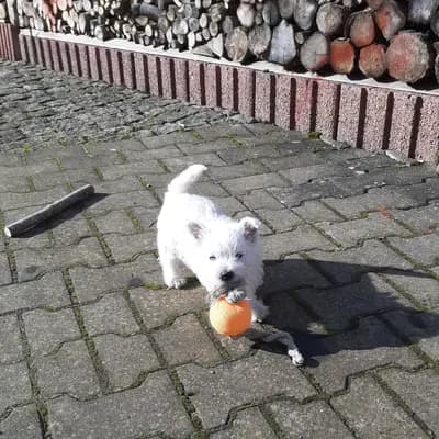 Bild aus Westie vom Elmbach in Sachsen, wo unsere West Highland White Terrier-Hunde in einer liebevollen Umgebung aufwachsen.