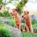 Irish Terrier