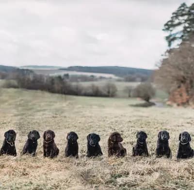 Schwarze Hündin – Flat Coated Retriever Welpe, Bayern, Vychovával Flat Coated Retriever vom Storchennest