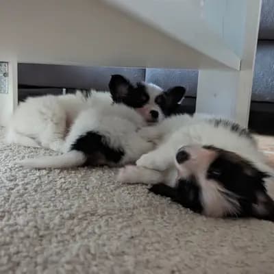 Galerie-Bild von Papillons von der Flussaue  in Niedersachsen, mit Eindrücken unserer Kontinentaler Zwergspaniel (Papillon)-Zucht.