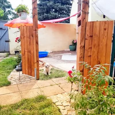 Bild aus Therapie- und Assistenzhunde von MacGold in Sachsen-Anhalt, wo unsere Golden Retriever-Hunde in einer liebevollen Umgebung aufwachsen.