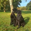 Riesenschnauzer