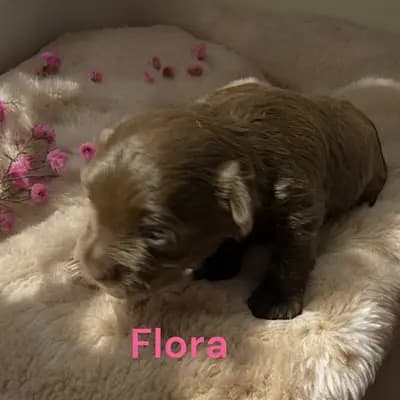 Flora - Zwergschnauzer Welpe in Bayern