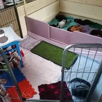 Bild aus Holländische Schäferhunde od Zlaté Sovy in Nordrhein-Westfalen, wo unsere Hollandse Herdershond (Holländischer Schäferhund)-Hunde in einer liebevollen Umgebung aufwachsen.