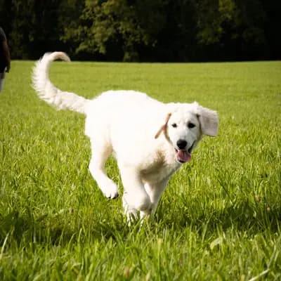 Galerie-Bild von Kuvasz Zucht von der Hohen Steige in Baden-Württemberg, mit Eindrücken unserer Kuvasz-Zucht.