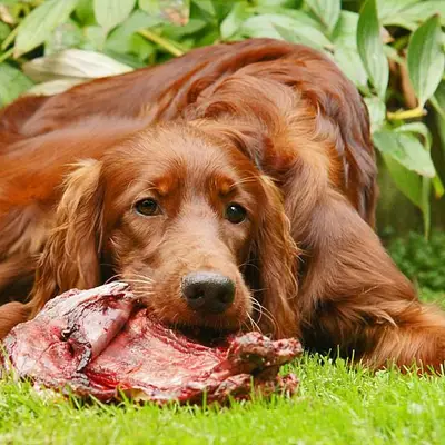 Galerie-Bild von Irish red Setter "fighting irish´s" in Nordrhein-Westfalen, mit Eindrücken unserer Irish Red Setter-Zucht.