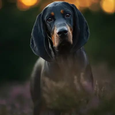 Foto von Ziva , einem Black and Tan Coonhound-Elternhund in Schleswig-Holstein.