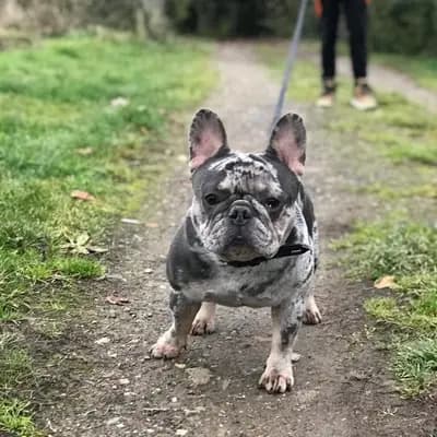 Galerie-Bild von Burgstadt - Bullz in Rheinland-Pfalz, mit Eindrücken unserer Französische Bulldogge-Zucht.