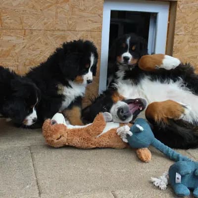 Bild aus Berner von der Villa Arya in Rheinland-Pfalz, wo unsere Berner Sennenhund-Hunde in einer liebevollen Umgebung aufwachsen.
