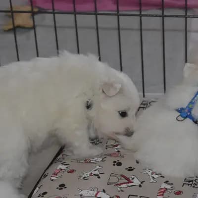 Bild aus Japanspitze von der Haager Schlossturmspitze in Bayern, wo unsere Japan Spitz-Hunde in einer liebevollen Umgebung aufwachsen.