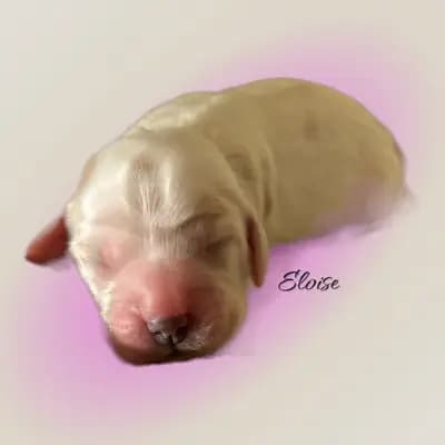 >Eloise – English Cocker Spaniel Welpe, Brandenburg, Wychowany przez Hundezucht vd Schönefelder Höhe