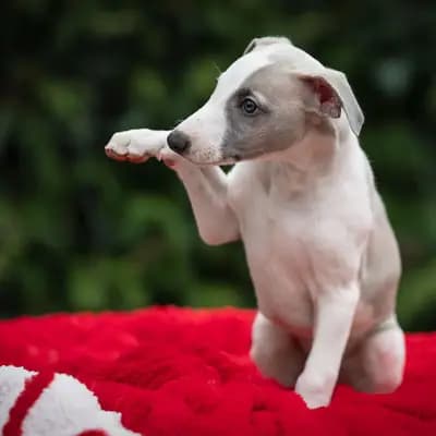 Bild aus Whippets of Poet‘s Corner  in Baden-Württemberg, wo unsere Whippet-Hunde in einer liebevollen Umgebung aufwachsen.