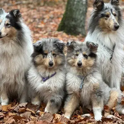 Strombolicious cover