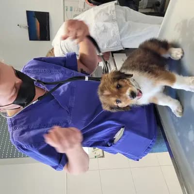 Bild aus Wäller von der Löwenstadt in Baden-Württemberg, wo unsere Wäller-Hunde in einer liebevollen Umgebung aufwachsen.