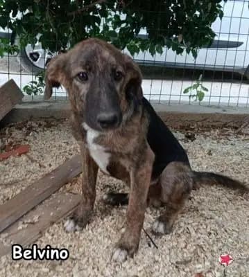 Belvino