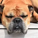 Continental Bulldog (National Breed)