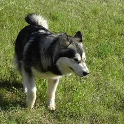 Galerie-Bild von Yukon Alaska Malamutes in Niederösterreich, mit Eindrücken unserer Alaskan Malamute-Zucht.