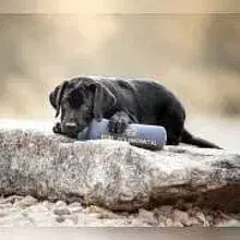 vom Goldborntal cover