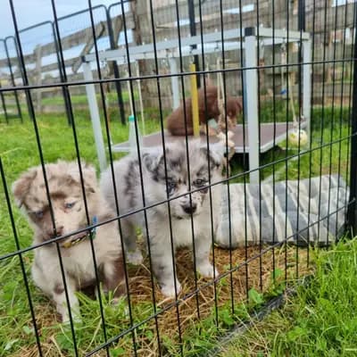 Bild aus Colorful soul in Bayern, wo unsere Australian Shepherd-Hunde in einer liebevollen Umgebung aufwachsen.