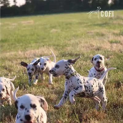 Bild aus COF Spots Dalmatiner in Niedersachsen, wo unsere Dalmatiner-Hunde in einer liebevollen Umgebung aufwachsen.