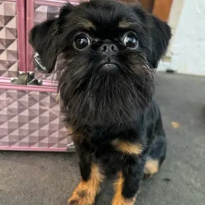 Galerie-Bild von vom Kalten Brunnen in Bayern, mit Eindrücken unserer Brüsseler Griffon-Zucht.