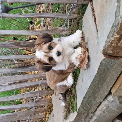 Bild aus Vom Immenhof  in Rheinland-Pfalz, wo unsere Havaneser-Hunde in einer liebevollen Umgebung aufwachsen.