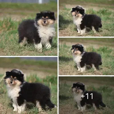 SÜSSES TRICO Girl VDH/TOP Colliewelpen sind ab sofort auszugsbereit - Collie (Langhaar) Welpe in Bayern