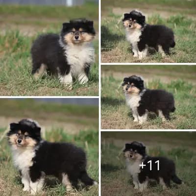 SÜSSES TRICO Girl VDH/TOP Colliewelpen sind ab sofort auszugsbereit - Collie (Langhaar) Welpe in Bayern