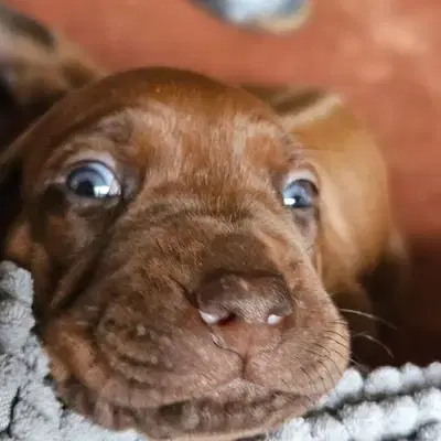 Welpenalarm im Kennel 'Free Spirit' - Rhodesian Ridgeback Welpe in Bayern