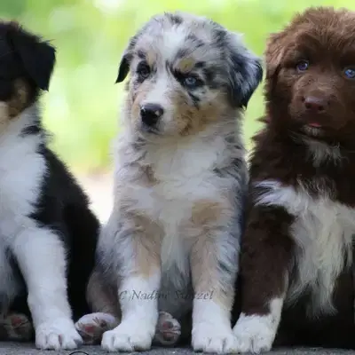 Australian Shepherds vom Purzels-Hof cover