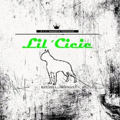 Lil’Cicie cover