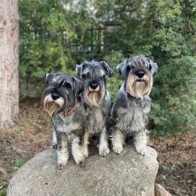 Hundezucht von den Kalkseehexen