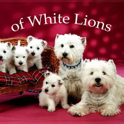 of White Lions cover