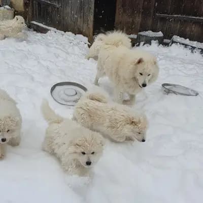Bild aus Heavens Hayfield in Niederösterreich, wo unsere Samojede-Hunde in einer liebevollen Umgebung aufwachsen.