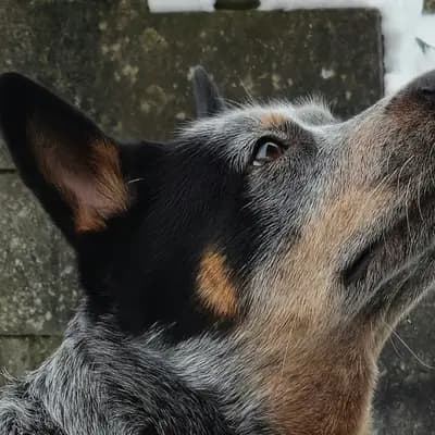 Foto von Onka, einem Australian Cattle Dog-Elternhund in Nordrhein-Westfalen.