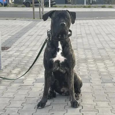 Bero