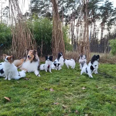 Galerie-Bild von Papillons von der Flussaue  in Niedersachsen, mit Eindrücken unserer Kontinentaler Zwergspaniel (Papillon)-Zucht.