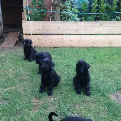 vom schwarzen Orkan cover