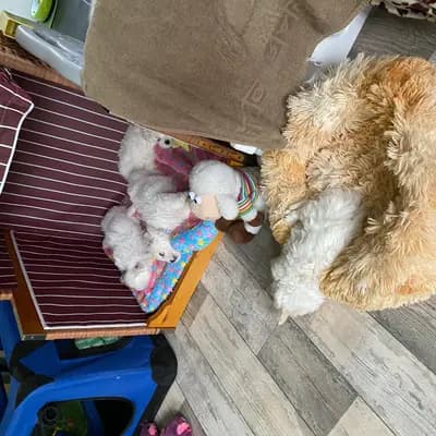 Bild aus Mengercotons in Nordrhein-Westfalen, wo unsere Coton de Tulear-Hunde in einer liebevollen Umgebung aufwachsen.