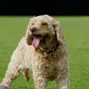 Cockapoo