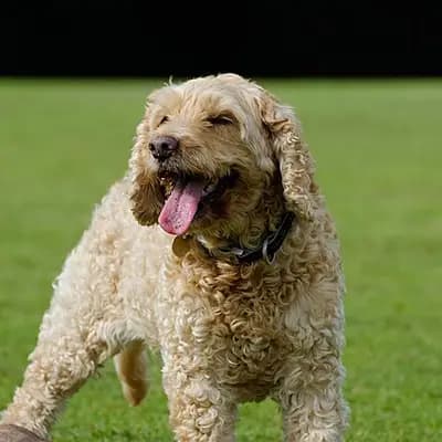 Cockapoo – Hunderasse