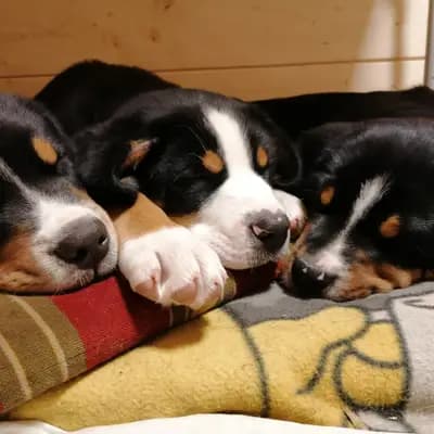 Galerie-Bild von W U R F P L A N U N G  - Großer Schweizer Sennenhund Welpen in Baden-Württemberg, mit Eindrücken unserer Großer Schweizer Sennenhund-Zucht.
