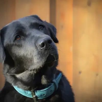 Gino